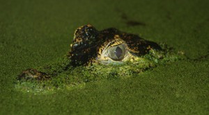 Plateau and stagnation in life The Perils of Plateau. Beware what lurks in stagnant water.